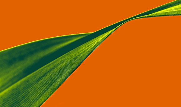 Close up of green leaf