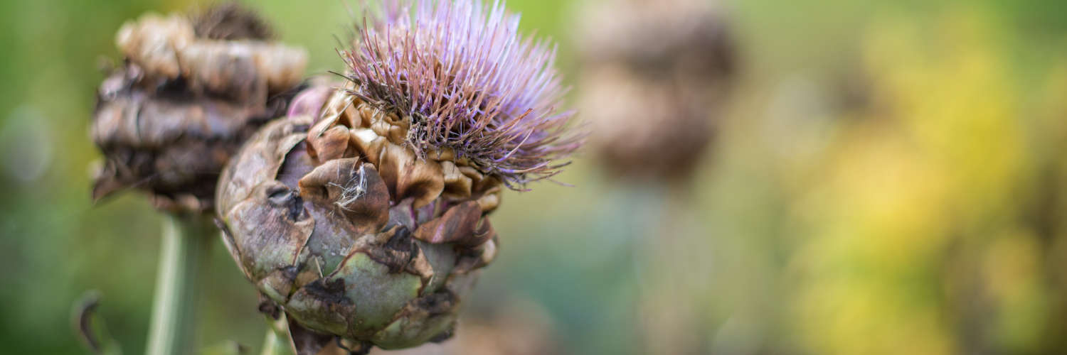 Wild thistle at Queen Margaret University, Edinburgh