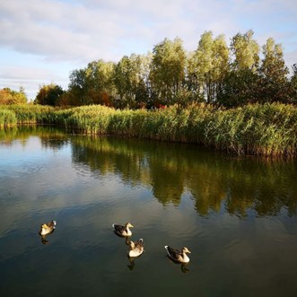 Image of Suds pond on campus