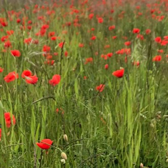 Image of poppies