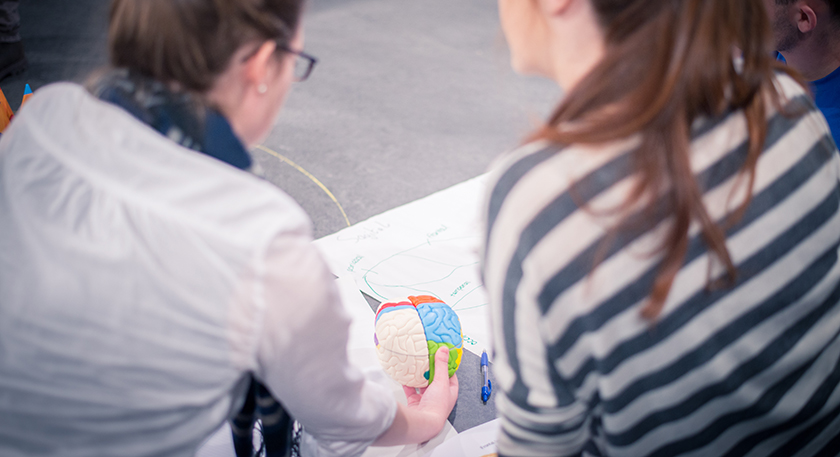 Two students holding a model human brain