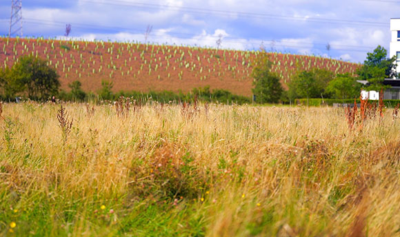 Meadow with backdrop of QMU Student Accommodation buildings