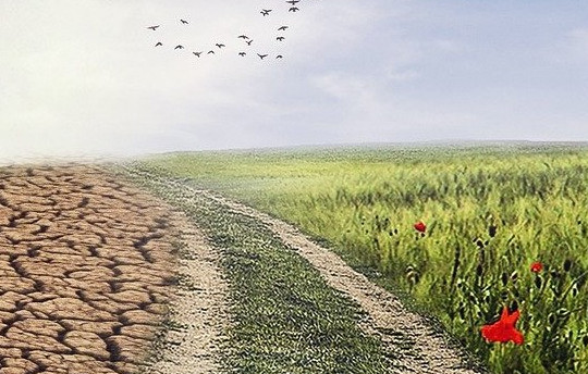 dry soil on one left and a field with flowers on the right